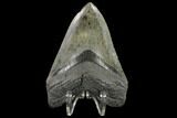 Fossil Megalodon Tooth - South Carolina #116701-2
